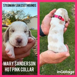 Mary Sanderson Hocus Pocus - Tan and white female Basset Hound puppy in Park City, Kansas from Stegmans Basset Hounds