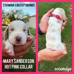 Mary Sanderson Hocus Pocus - Tan and white female Basset Hound puppy in Park City, Kansas from Stegmans Basset Hounds