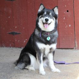 Nakomis - Siberian Husky