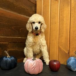 Granny Smith - Cream female Poodle puppy in Dora, Missouri from Bear Cub Standard Poodles