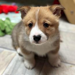 Kevin - Sable male Pembroke Welsh Corgi puppy in Nortonville, Kansas from Low Riders Corgis & Mini Aussies