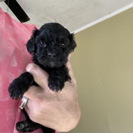 Onyx - Black female Goldendoodle puppy in Waynesboro, Virginia from Forest Creek Kennel