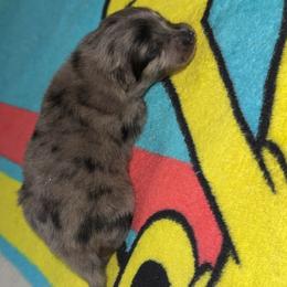 Robin - Blue merle female Pomeranian puppy in Fort Worth, Texas from Alo's Pom's