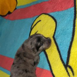 Robin - Blue merle female Pomeranian puppy in Fort Worth, Texas from Alo's Pom's