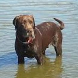 Labrador Retrievers from Michelle Chick