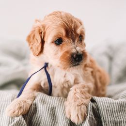Purple Girl - Yellow and white female Bernedoodle puppy in Mckinney, Texas from Doodles of North Tx