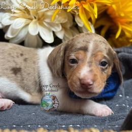 Dandy - Dapple male Dachshund puppy in Fayetteville, West Virginia from Loop Creek Dachshunds
