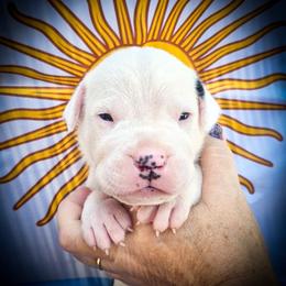 Boy 2 Goliath - White male Dogo Argentino puppy in San Diego, California from Debonair Dogos