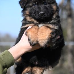 Mike - German Shepherd puppy from Nuckol's Canines German Shepherds