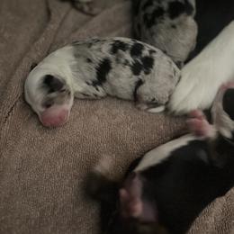 Melany - Blue merle female Miniature American Shepherd puppy in Troy, Ohio from Wiggle Wags Miniature American Shepherds