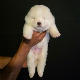 Blue Collar - White male Japanese Akitainu puppy in New Castle, Pennsylvania from Four Seasons Akita (Shikisou)
