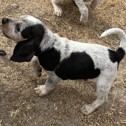 Beagle Puppies from Southern Skye Farm