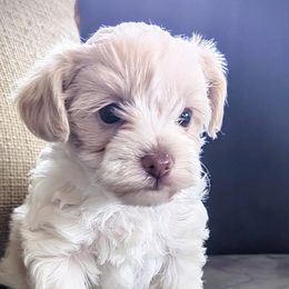 Curly - White male Yorkipoo puppy in Idaho from Little Rascal Ranch