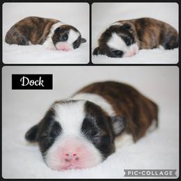 Dock - Brindle and white male Shih Tzu puppy in Pennsylvania from Manor Hills Shih Tzus