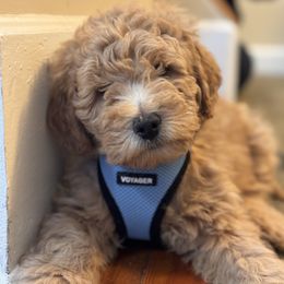 Goldendoodle Puppies from Mini Goldendoodles of New England