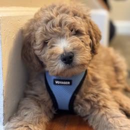 Goldendoodle Puppies from Mini Goldendoodles of New England