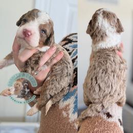 Prancer - Merle male Bernedoodle puppy in Marion, Ohio from Doodles & Doxies