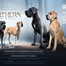 Kiah - Great Dane