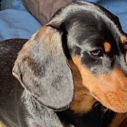 Dachshunds from Heardachs