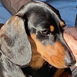 Dachshunds from Heardachs