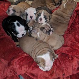 Boxers and Bulldogs from Perry Hill Bullies