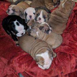 Boxers and Bulldogs from Perry Hill Bullies