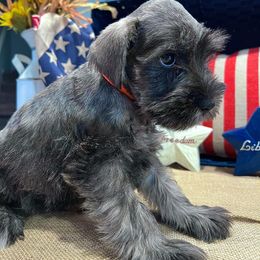 Miniature Schnauzer Puppies from Timeless Miniature Schnauzers
