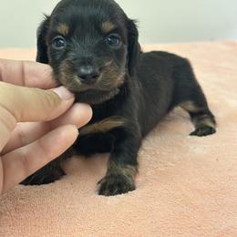 Lyra- Black tan female long hair - Black and tan female Dachshund puppy in Lakeland, Florida from Elite Doxies Florida
