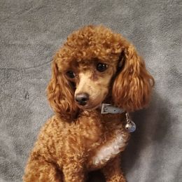 Beau - Poodle