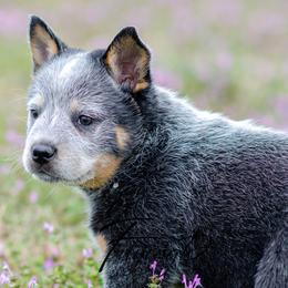 Ringwood - Blue male Australian Cattle Dog puppy in Fairview, Oklahoma from Flying D Kennels
