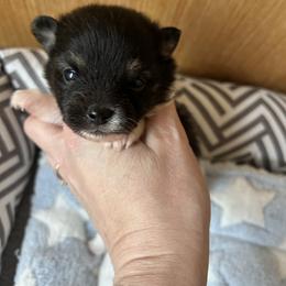 Girl 1 - Black parti female Pomeranian puppy in Somerset, Kentucky from Perez Pomeranians