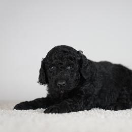 Scout - Black male Goldendoodle puppy in Caldwell, Idaho from Boise Doodle Co.