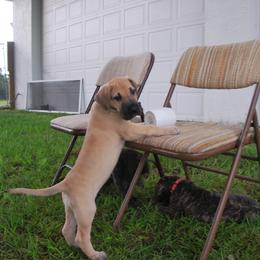 Great Dane Puppies from MoonRiver Danes