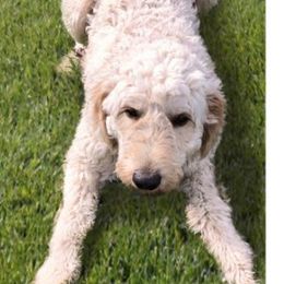 Goldendoodles from My Doodle Caboodles