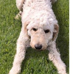 Goldendoodles from My Doodle Caboodles