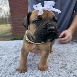 White collar female - Fawn female Boerboel puppy in Bon Aqua, Tennessee from Erickson Ranch Boerboels