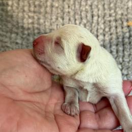 Archie - White male Miniature Schnauzer puppy in Hull, Georgia from Ardent Miniature Schnauzers of Athens