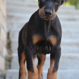Doberman Pinscher Puppies from Obsidian Kennels