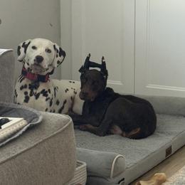 Doberman Pinscher Puppies from Webb’s House of Doberman LLC