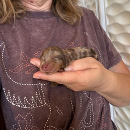 Maple - Dapple male Dachshund puppy in Riverton, Wyoming from Wild Rose Ridge Doxies