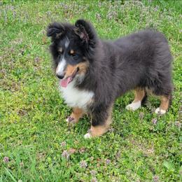 Charlie - Black white and tan male Shetland Sheepdog puppy in Conway, Missouri from Brooks's little darlings