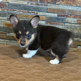 Girl 2 - Black and tan female American Corgi puppy in Visalia, California from VIP Stables