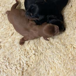 Hazel - Black and tan female Cavalier King Charles Spaniel puppy in Paulden, Arizona from Nine Mile Cavaliers
