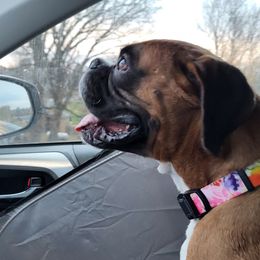 CH Amber CGC - Fawn female Boxer puppy in Clinton, Iowa from Cadogans Boxers