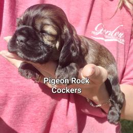 Pigeon Rock Cocker's Blue Collar - Sable male Cocker Spaniel puppy in Calhoun, Georgia from Pigeon Rock Cockers