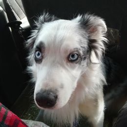 Australian Shepherds from Aussies4ever