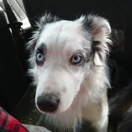 Australian Shepherds from Aussies4ever