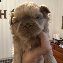 Oakley - Lilac male Shih Tzu puppy in Connersville, Indiana from Anna’s Farmhouse Shihtzus