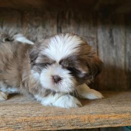 Rosy - Brindle and white female Shih Tzu puppy in Mountain Grove, Missouri from Precious Puppies