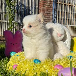 Girl 3 - Cream parti female Pomeranian puppy in San Jacinto, California from Savvypomeranians